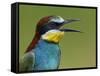 European Bee-Eater (Merops Apiaster) Vocalising, Pusztaszer, Hungary, May 2008-Varesvuo-Framed Stretched Canvas