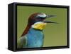 European Bee-Eater (Merops Apiaster) Vocalising, Pusztaszer, Hungary, May 2008-Varesvuo-Framed Stretched Canvas