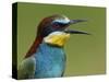 European Bee-Eater (Merops Apiaster) Vocalising, Pusztaszer, Hungary, May 2008-Varesvuo-Stretched Canvas