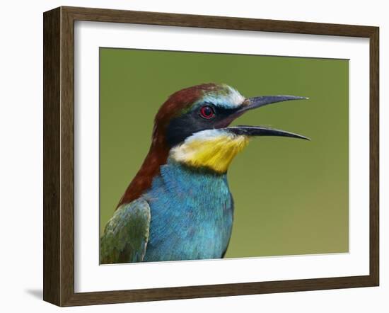 European Bee-Eater (Merops Apiaster) Vocalising, Pusztaszer, Hungary, May 2008-Varesvuo-Framed Photographic Print