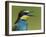 European Bee-Eater (Merops Apiaster) Vocalising, Pusztaszer, Hungary, May 2008-Varesvuo-Framed Photographic Print