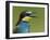 European Bee-Eater (Merops Apiaster) Vocalising, Pusztaszer, Hungary, May 2008-Varesvuo-Framed Photographic Print