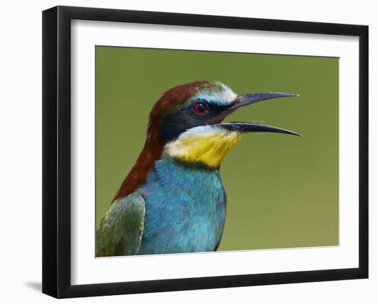 European Bee-Eater (Merops Apiaster) Vocalising, Pusztaszer, Hungary, May 2008-Varesvuo-Framed Photographic Print