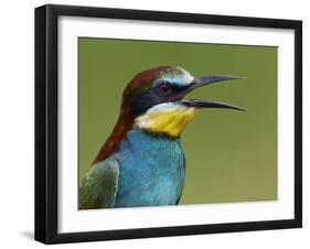 European Bee-Eater (Merops Apiaster) Vocalising, Pusztaszer, Hungary, May 2008-Varesvuo-Framed Photographic Print