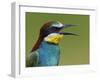 European Bee-Eater (Merops Apiaster) Vocalising, Pusztaszer, Hungary, May 2008-Varesvuo-Framed Photographic Print