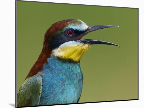 European Bee-Eater (Merops Apiaster) Vocalising, Pusztaszer, Hungary, May 2008-Varesvuo-Mounted Photographic Print