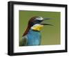 European Bee-Eater (Merops Apiaster) Vocalising, Pusztaszer, Hungary, May 2008-Varesvuo-Framed Photographic Print