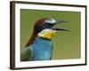 European Bee-Eater (Merops Apiaster) Vocalising, Pusztaszer, Hungary, May 2008-Varesvuo-Framed Photographic Print