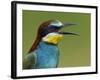 European Bee-Eater (Merops Apiaster) Vocalising, Pusztaszer, Hungary, May 2008-Varesvuo-Framed Photographic Print