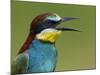 European Bee-Eater (Merops Apiaster) Vocalising, Pusztaszer, Hungary, May 2008-Varesvuo-Mounted Photographic Print