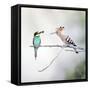 European Bee Eater Perched with a Honey Bee-null-Framed Stretched Canvas