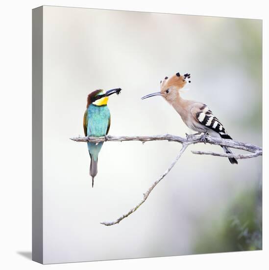 European Bee Eater Perched with a Honey Bee-null-Stretched Canvas