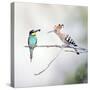 European Bee Eater Perched with a Honey Bee-null-Stretched Canvas