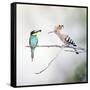 European Bee Eater Perched with a Honey Bee-null-Framed Stretched Canvas