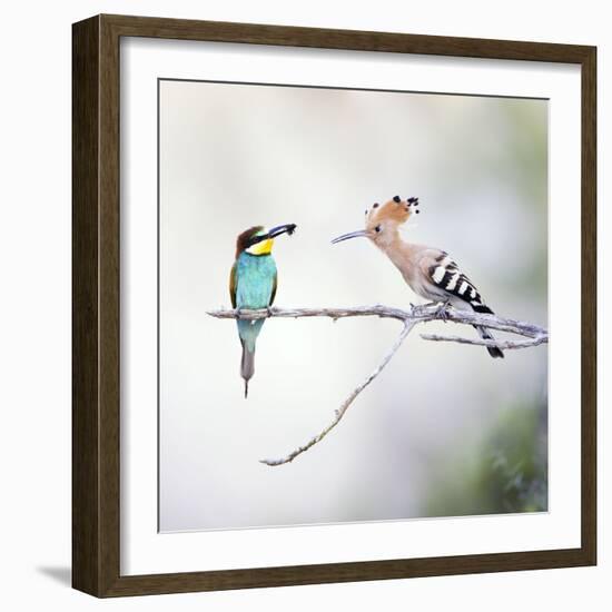 European Bee Eater Perched with a Honey Bee-null-Framed Photographic Print