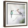 European Bee Eater Perched with a Honey Bee-null-Framed Photographic Print