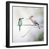 European Bee Eater Perched with a Honey Bee-null-Framed Photographic Print