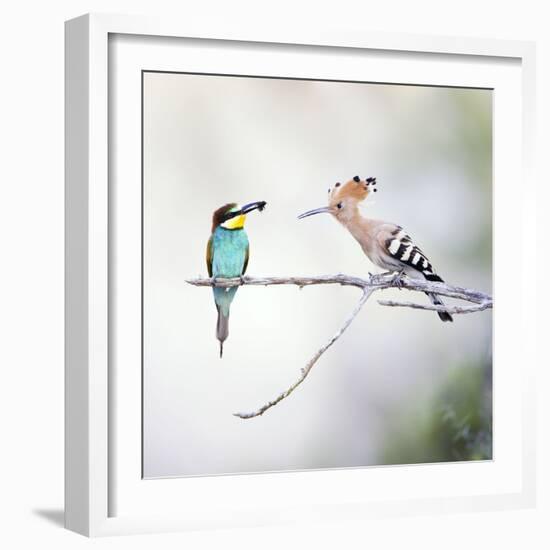 European Bee Eater Perched with a Honey Bee-null-Framed Photographic Print