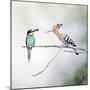 European Bee Eater Perched with a Honey Bee-null-Mounted Photographic Print