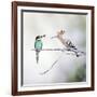 European Bee Eater Perched with a Honey Bee-null-Framed Photographic Print