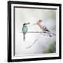 European Bee Eater Perched with a Honey Bee-null-Framed Photographic Print