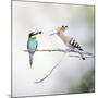 European Bee Eater Perched with a Honey Bee-null-Mounted Photographic Print