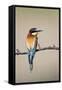 European Bee-Eater-null-Framed Stretched Canvas