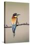 European Bee-Eater-null-Stretched Canvas