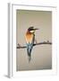 European Bee-Eater-null-Framed Photographic Print