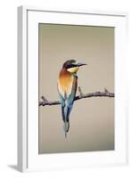 European Bee-Eater-null-Framed Photographic Print