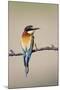 European Bee-Eater-null-Mounted Photographic Print