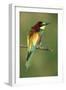 European Bee-Eater-null-Framed Photographic Print