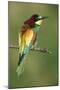 European Bee-Eater-null-Mounted Photographic Print