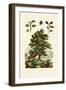 European Beech, 1833-39-null-Framed Giclee Print