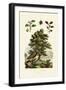 European Beech, 1833-39-null-Framed Giclee Print