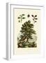 European Beech, 1833-39-null-Framed Giclee Print