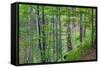 European Beech (Fagus Sylvatica) Forest, with Tinder Fungus (Fomes Fomentarius), Poloniny, Slovakia-Wothe-Framed Stretched Canvas