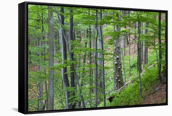 European Beech (Fagus Sylvatica) Forest, with Tinder Fungus (Fomes Fomentarius), Poloniny, Slovakia-Wothe-Framed Stretched Canvas