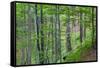 European Beech (Fagus Sylvatica) Forest, with Tinder Fungus (Fomes Fomentarius), Poloniny, Slovakia-Wothe-Framed Stretched Canvas