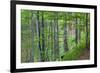 European Beech (Fagus Sylvatica) Forest, with Tinder Fungus (Fomes Fomentarius), Poloniny, Slovakia-Wothe-Framed Photographic Print