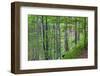 European Beech (Fagus Sylvatica) Forest, with Tinder Fungus (Fomes Fomentarius), Poloniny, Slovakia-Wothe-Framed Photographic Print