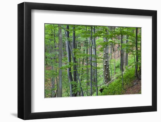 European Beech (Fagus Sylvatica) Forest, with Tinder Fungus (Fomes Fomentarius), Poloniny, Slovakia-Wothe-Framed Photographic Print