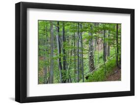 European Beech (Fagus Sylvatica) Forest, with Tinder Fungus (Fomes Fomentarius), Poloniny, Slovakia-Wothe-Framed Photographic Print