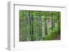 European Beech (Fagus Sylvatica) Forest, with Tinder Fungus (Fomes Fomentarius), Poloniny, Slovakia-Wothe-Framed Photographic Print