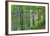 European Beech (Fagus Sylvatica) Forest, with Tinder Fungus (Fomes Fomentarius), Poloniny, Slovakia-Wothe-Framed Photographic Print