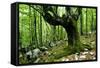 European Beech (Fagus Sylvatica) Tree Near the River Lepenjica, Lepena Valley, Triglav Np, Slovenia-Zupanc-Framed Stretched Canvas