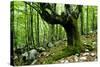 European Beech (Fagus Sylvatica) Tree Near the River Lepenjica, Lepena Valley, Triglav Np, Slovenia-Zupanc-Stretched Canvas