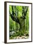 European Beech (Fagus Sylvatica) Tree Near the River Lepenjica, Lepena Valley, Triglav Np, Slovenia-Zupanc-Framed Photographic Print