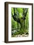 European Beech (Fagus Sylvatica) Tree Near the River Lepenjica, Lepena Valley, Triglav Np, Slovenia-Zupanc-Framed Photographic Print