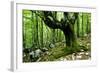 European Beech (Fagus Sylvatica) Tree Near the River Lepenjica, Lepena Valley, Triglav Np, Slovenia-Zupanc-Framed Photographic Print